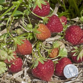 Mara Des Bois Strawberry Plants Day Neutrals